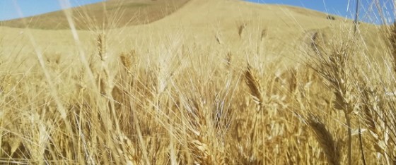 grano di sicilia